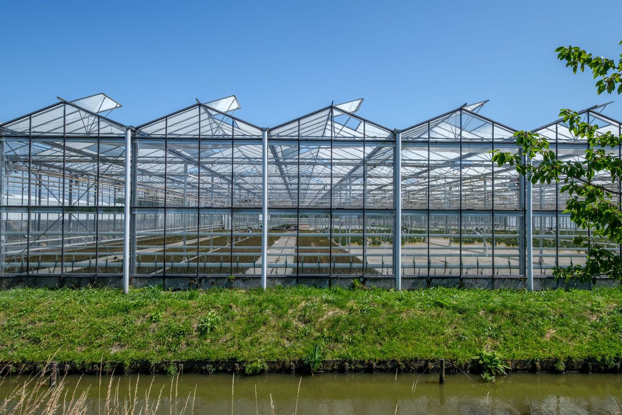. De glastuinbouw heeft veel mogelijkheden voor flexibiliteit, bijvoorbeeld door de inzet van warmtekrachtkoppeling (wkk) en het dimmen van ledlampen, schrijft minister Hermans. Foto: Canva