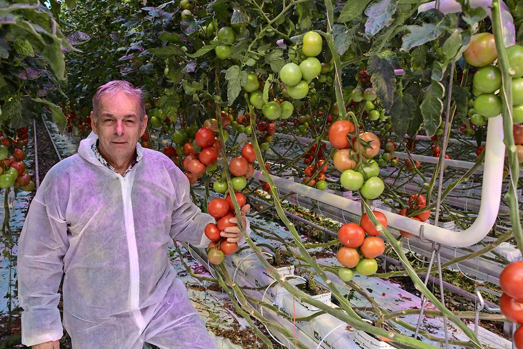 Ted Duijvestijn, één van de gebroeders en aandeelhouder van Duijvestijn Tomaten.