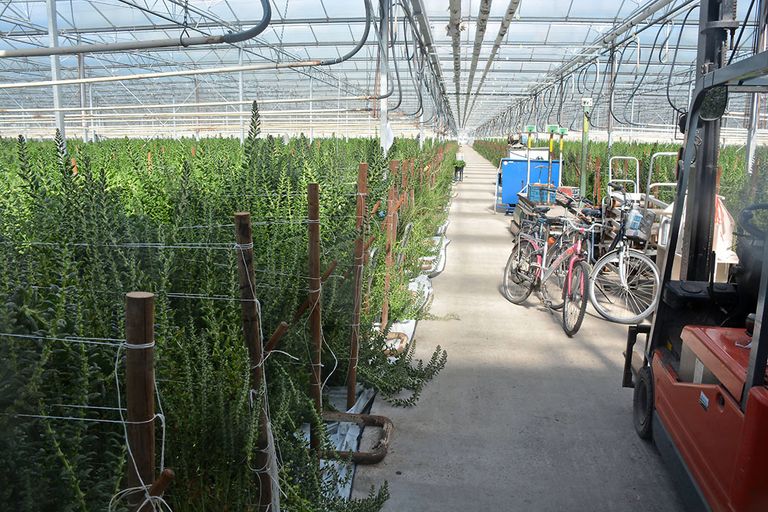 De zaadteelt bij B.L. de Bakker in Wateringen biedt een heel andere kijk op de spinazie-plant dan de bekende blaadjes die consumenten zien in de supermarkt.