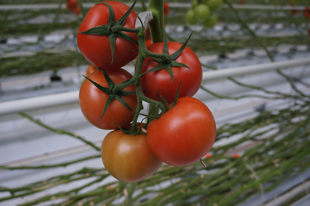 Marktupdate 29 september: tomatenprijzen stijgen fors