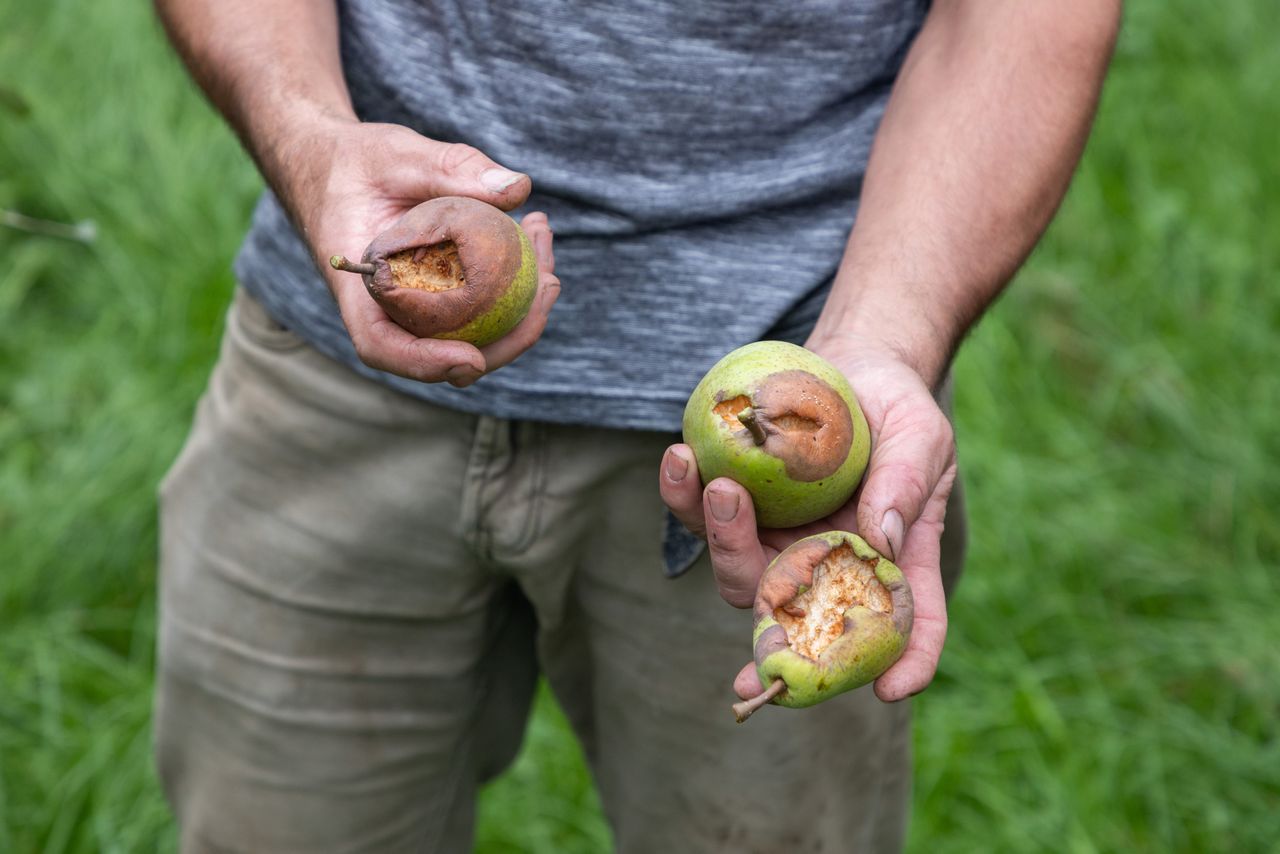 Schade aan peren door vogels. – Herbert Wiggerman