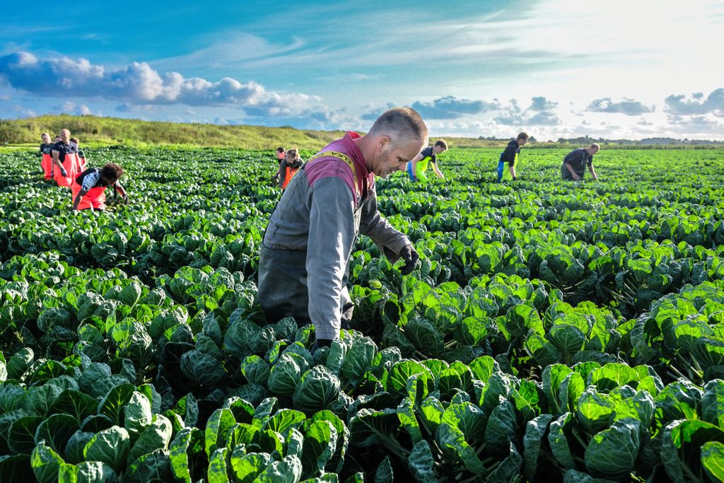 Op 18 juli topte Johan Doff zijn eerste 8 hectare spruitkool - Foto: Jan Willem van Vliet.