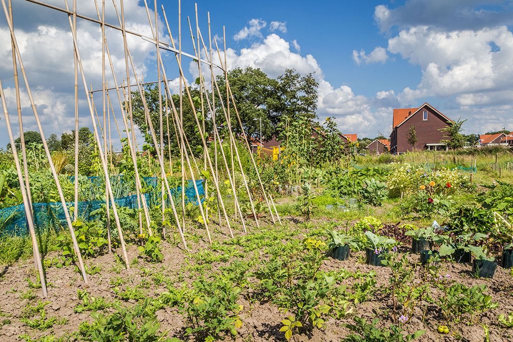 virtueel Uitgaand transmissie Plezier in tuinieren is waar het werkelijk om gaat - Food & Agribusiness