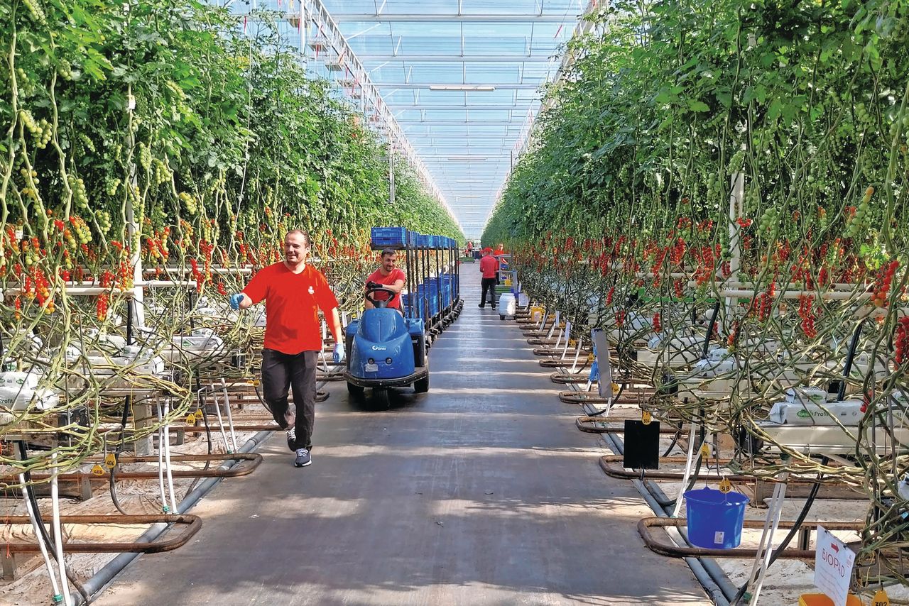 Zowel voor 'zij-instromers' als voor al op tuinbouwbedrijven werkzaam personeel bieden de ontwikkelpaden een goed overzicht van de mogelijkheden. Foto: Ton van der Scheer