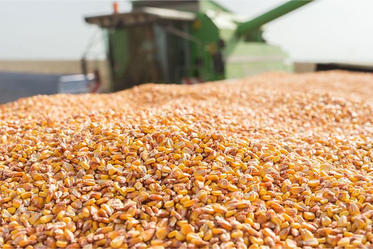 Oogst van mais. De kwetsbaarheid in de voedselzekerheid is dit jaar aangetoond. Foto: Canva