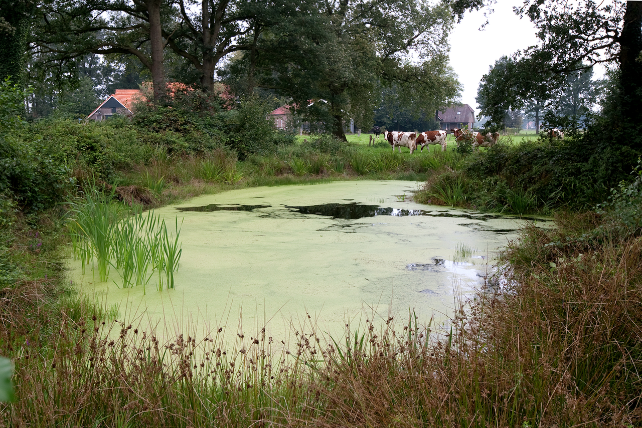 De economische waarde van een landschap wordt ondergewaardeerd, aldus hoogleraar landschapsarchitectuur Adriaan Geuze