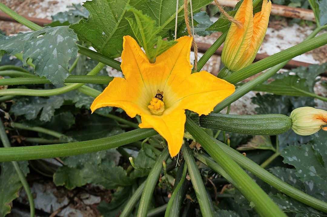 Het warme weer in september heeft voor minder courgettes gezorgd. - Foto: Gerard Boonekamp