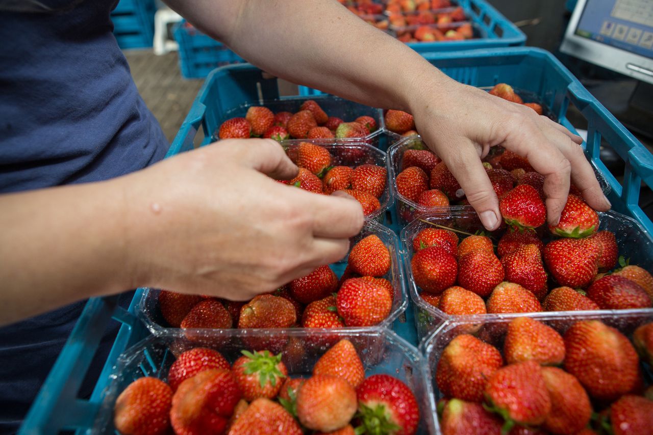 De dure periode in aardbeien is toe te schrijven aan een trage aanvoergroei afgelopen weken en dat in combinatie met een snel afnemend belang van Spaans kwaliteitsproduct. Foto: Peter Roek