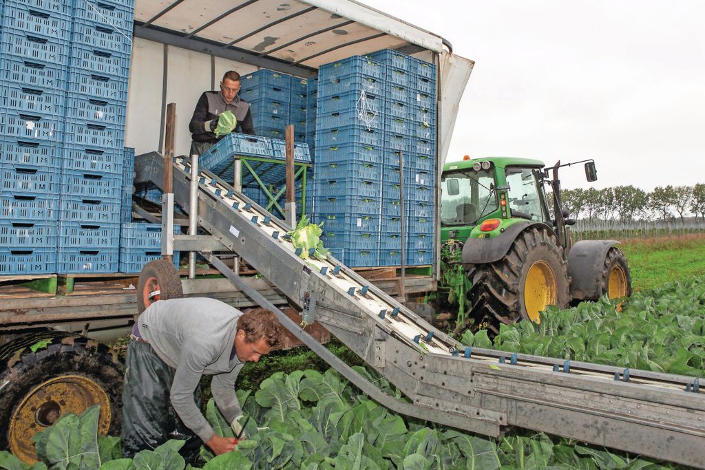 Sinds 21 oktober gaat de prijs van bloemkool weer voorzichtig omhoog. Foto: Peter Roek