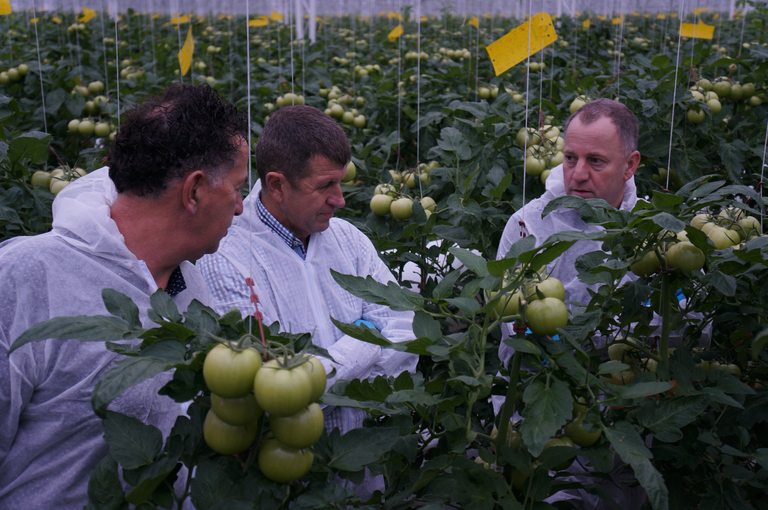 Getopte herfsttomaten beter in balans