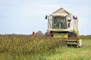 Veldbonen worden geoogst in Usquert (Groningen). Foto: Koos Groenewold