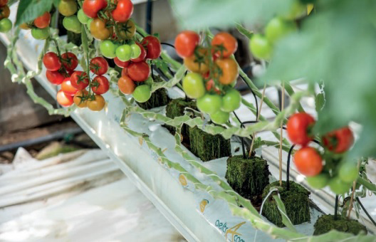 Greenyard zette in 2015 met substraatdochter Horticulture in op de teelt in composteerbare Growbags