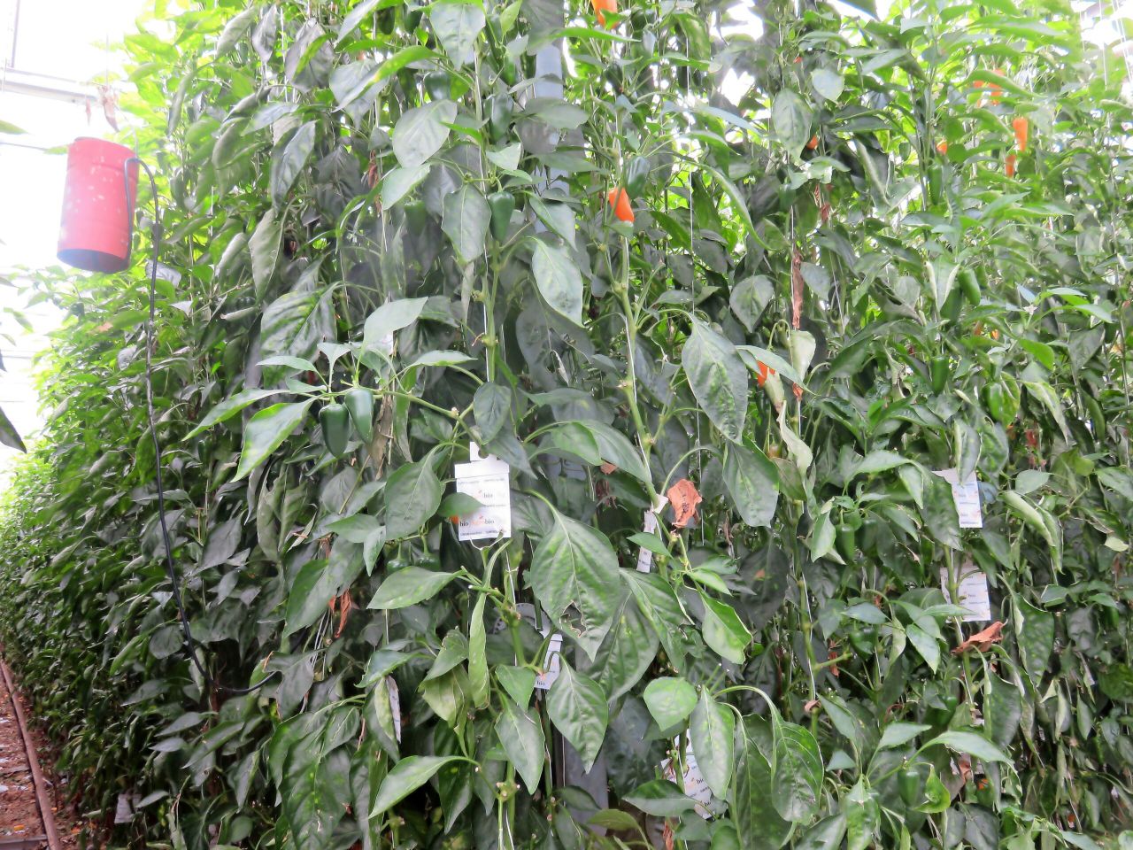 Nóg meer zakjes met biologische bestrijders tusen de pepers van Westland Peppers. - Foto: Ton van der Scheer