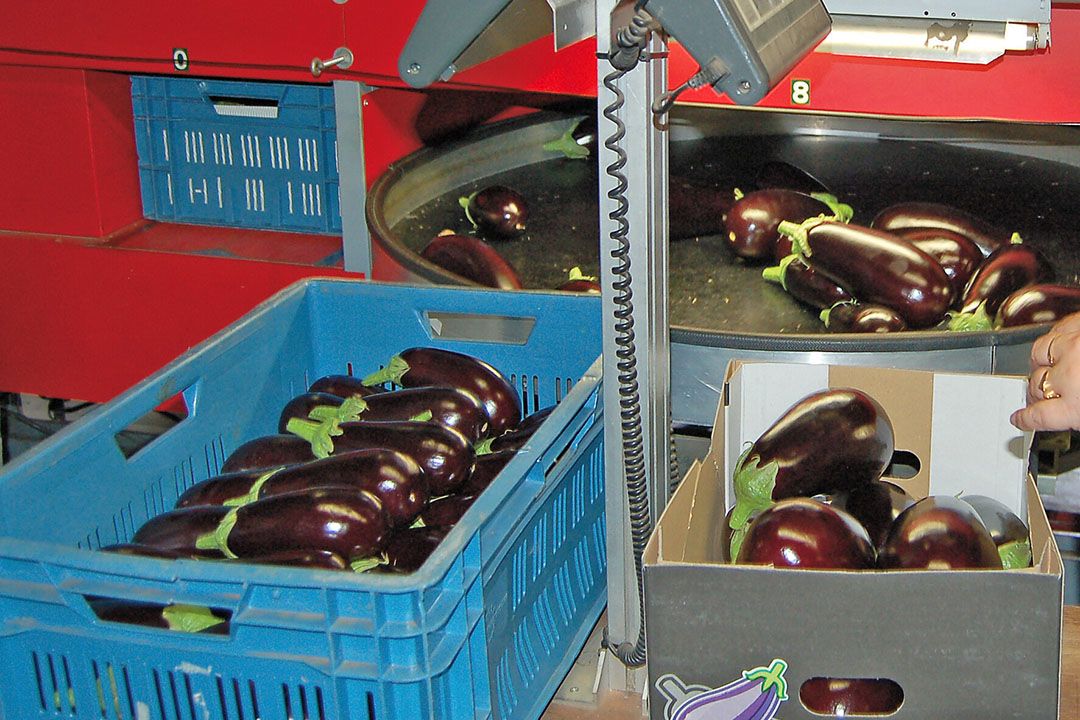 Sorteren van aubergines. - Foto: Ank van Lier