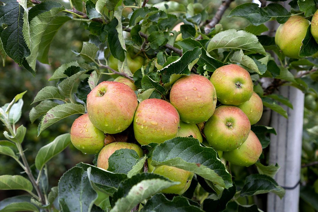 De eerste zomerappels zijn geplukt. - Foto: Herbert Wiggerman