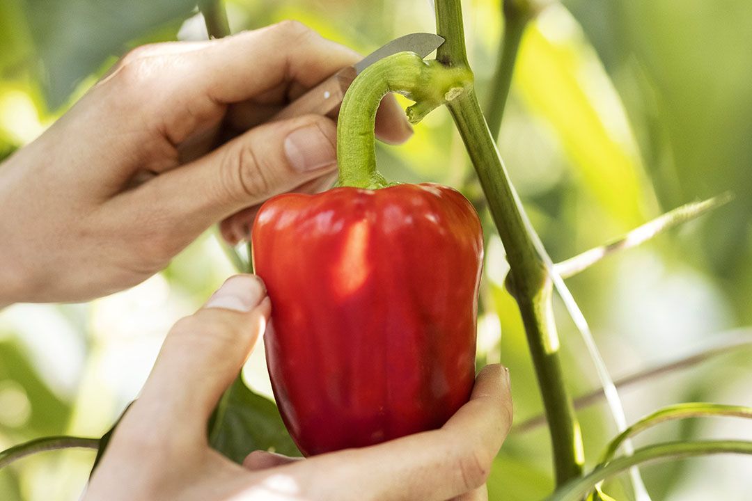 Paprika snijden. - Foto: Growers United