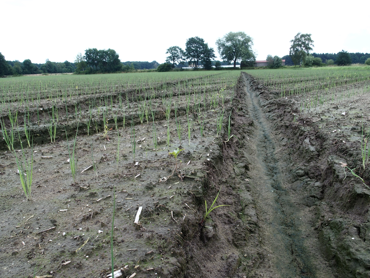 De gevolgen van de wateroverlast gaan zich in de komende weken openbaren (foto: Stan Verstegen).