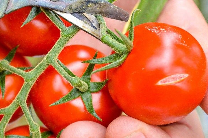 tomaten met een butsje