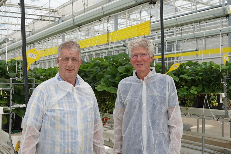 Kees van Miltenburg (rechts) is bedrijfsleider bij Fresh Forward in Huissen (Gld.). Het bedrijf is gespecialiseerd in de veredeling van aardbeien- en appelrassen. Jan Snijders (links) is adviseur kleinfruit bij Vos Capelle. – Foto’s: Bayer Cropscience