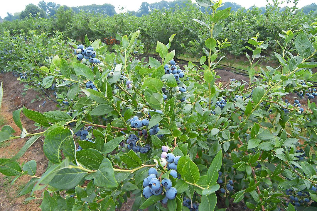 Blauwe bessen. - Foto: Stan Verstegen