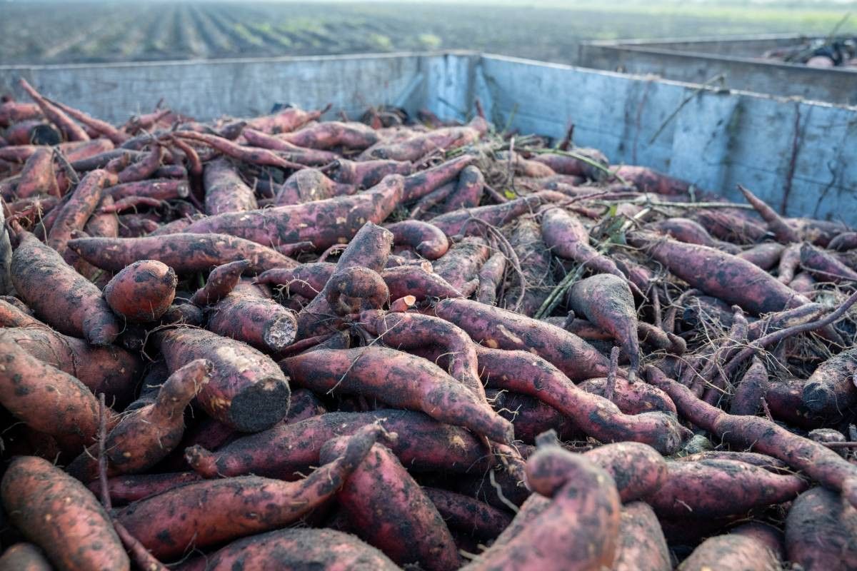 Met zo’n 35 ton per hectare lagen de producties bataat dit jaar niet al te hoog.  Foto: Bram Becks Fotografie