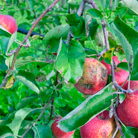 foto: Archief Groenten&Fruit