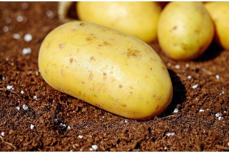 De NEPG roept aardappeltelers op om niet in paniek te raken, want de markt voor de lange termijn ziet er goed uit. Foto: Canva