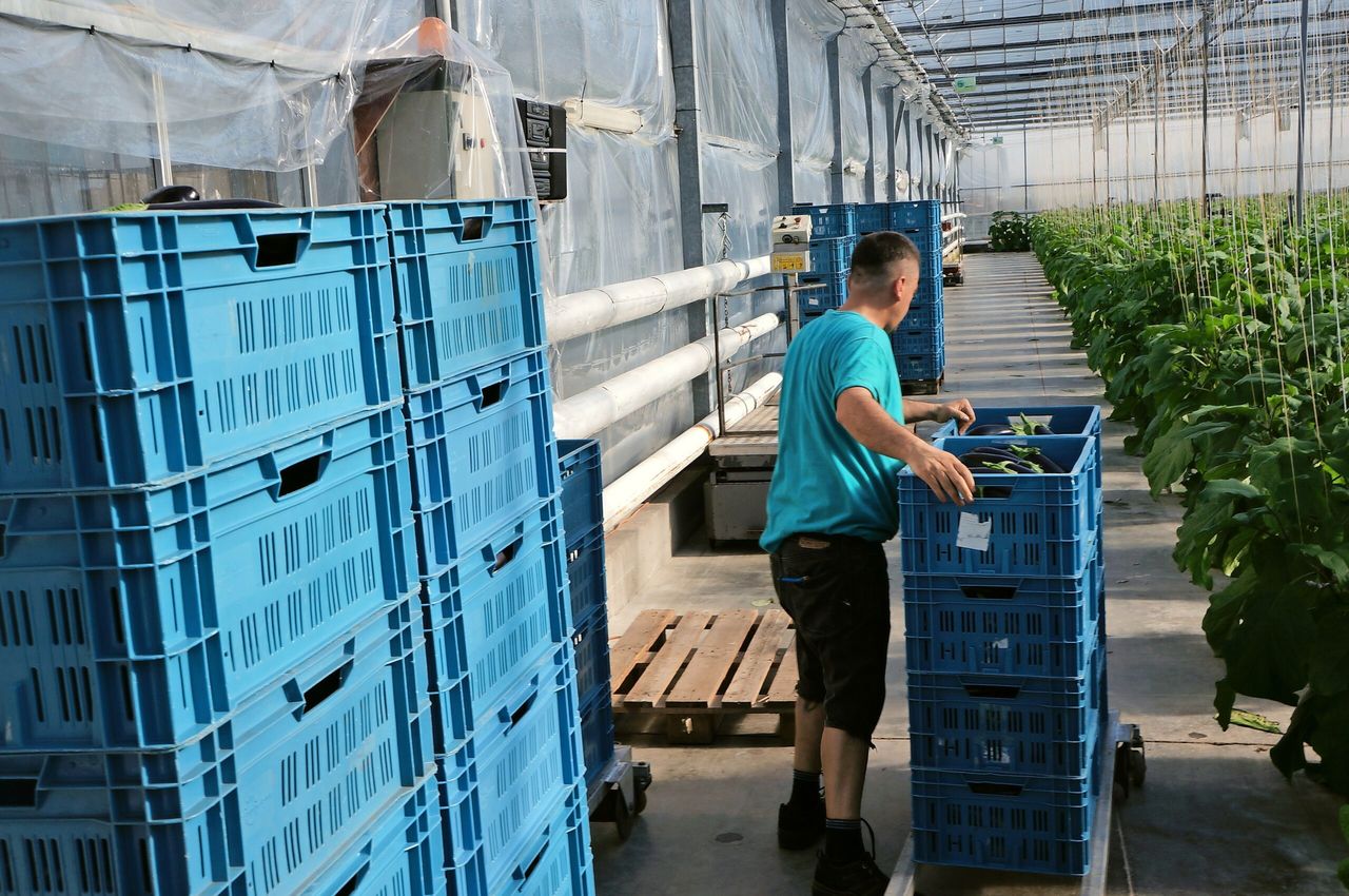 Auberginemarkt komt eindelijk los