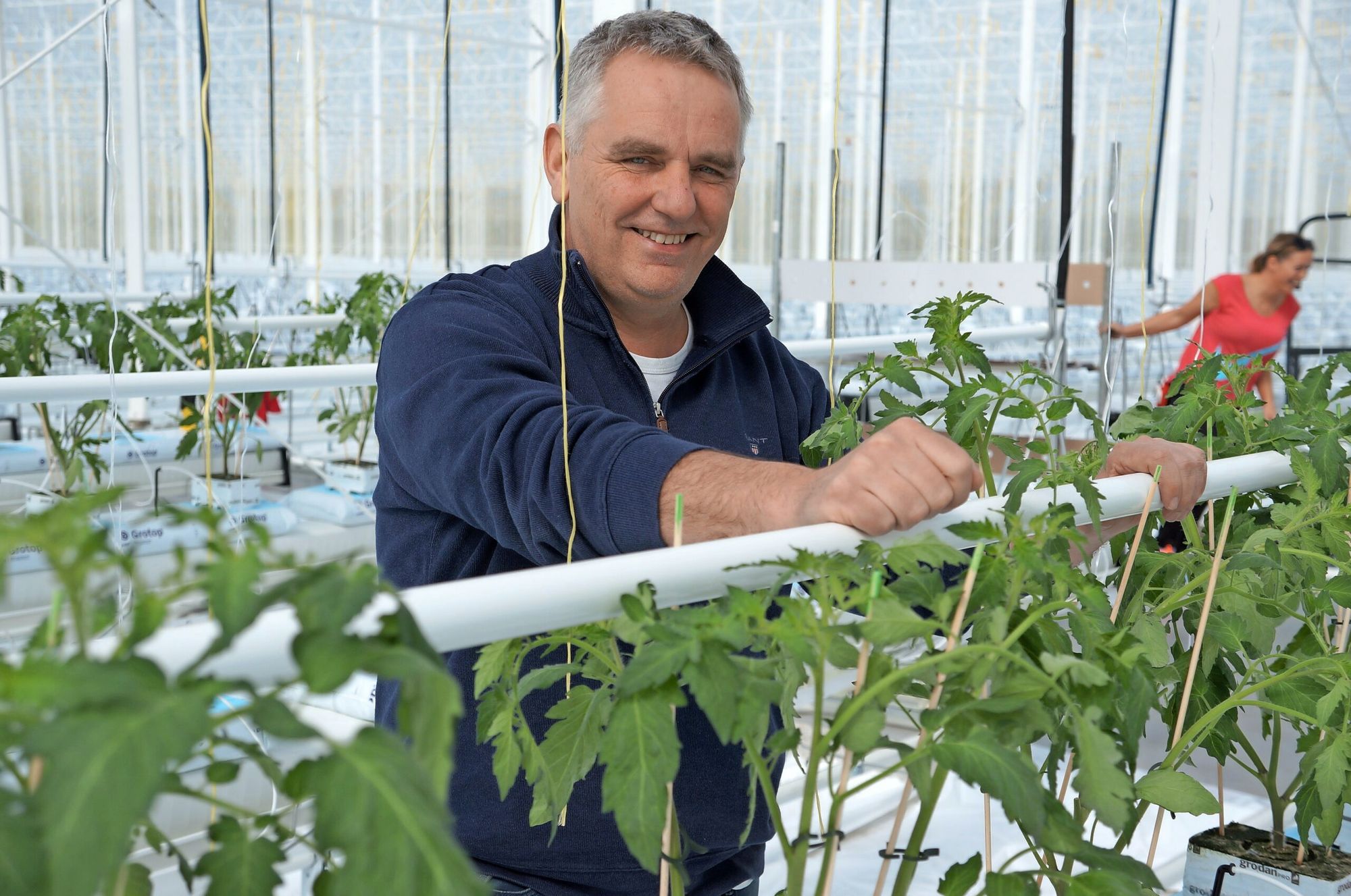 Wim Peters in zijn geheel vernieuwde tomatenkas. - foto: Gerard Boonekamp