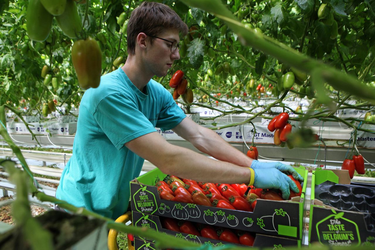 De tomaten hebben heel generatief gestaan, sommige te generatief