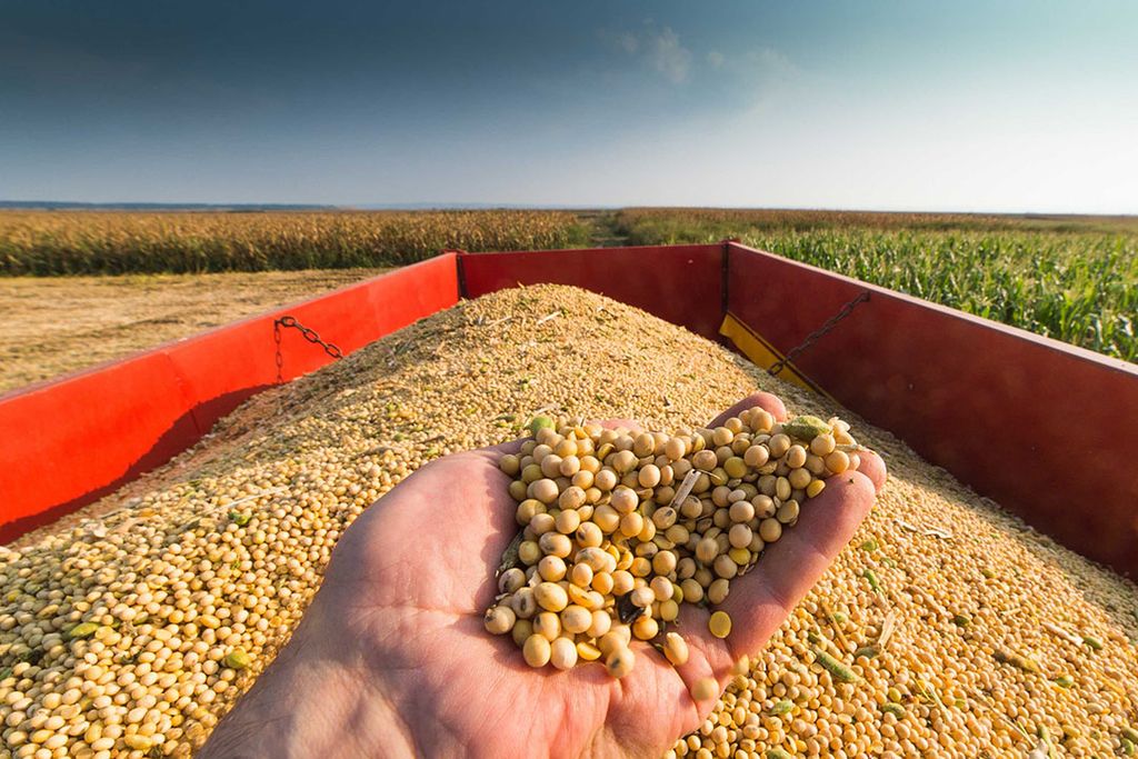 Soja is voor Argentinië het belangrijkste gewas en vertegenwoordigt ruim de helft van de landbouwexport van het Zuid-Amerikaanse land. - Foto: Canva/fotokostic