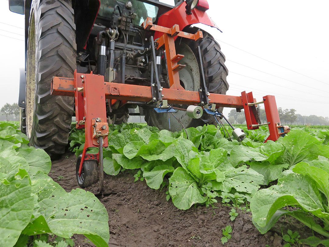 Meer onkruid tussen het gewas geeft extra arbeidskosten als dat vanwege PlanetProof niet chemisch bestreden kan. - foto: Ton van der Scheer