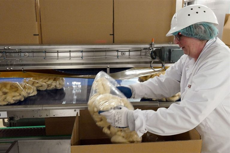 Productie van voorgebakken croissants in een bakkerij van Aryzta in Eisleben, Duitsland. - Foto: ANP