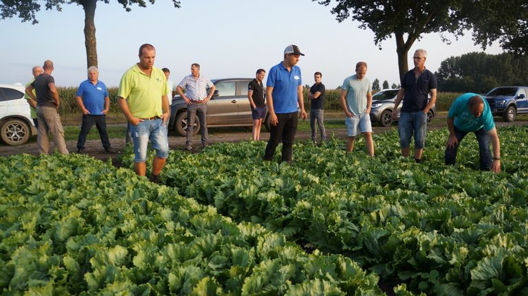 Pythium in ijsbergsla blijft ongrijpbaar probleem