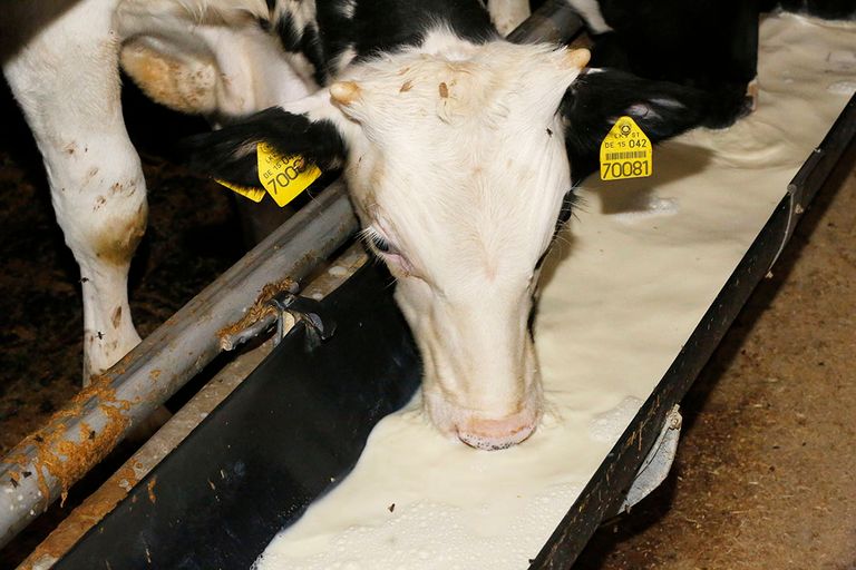 Tegenvaller voor de veehouders met blankvleeskalveren. Om de oplopende kosten te compenseren zijn juist hogere prijzen nodig. - Foto: Henk Riswick