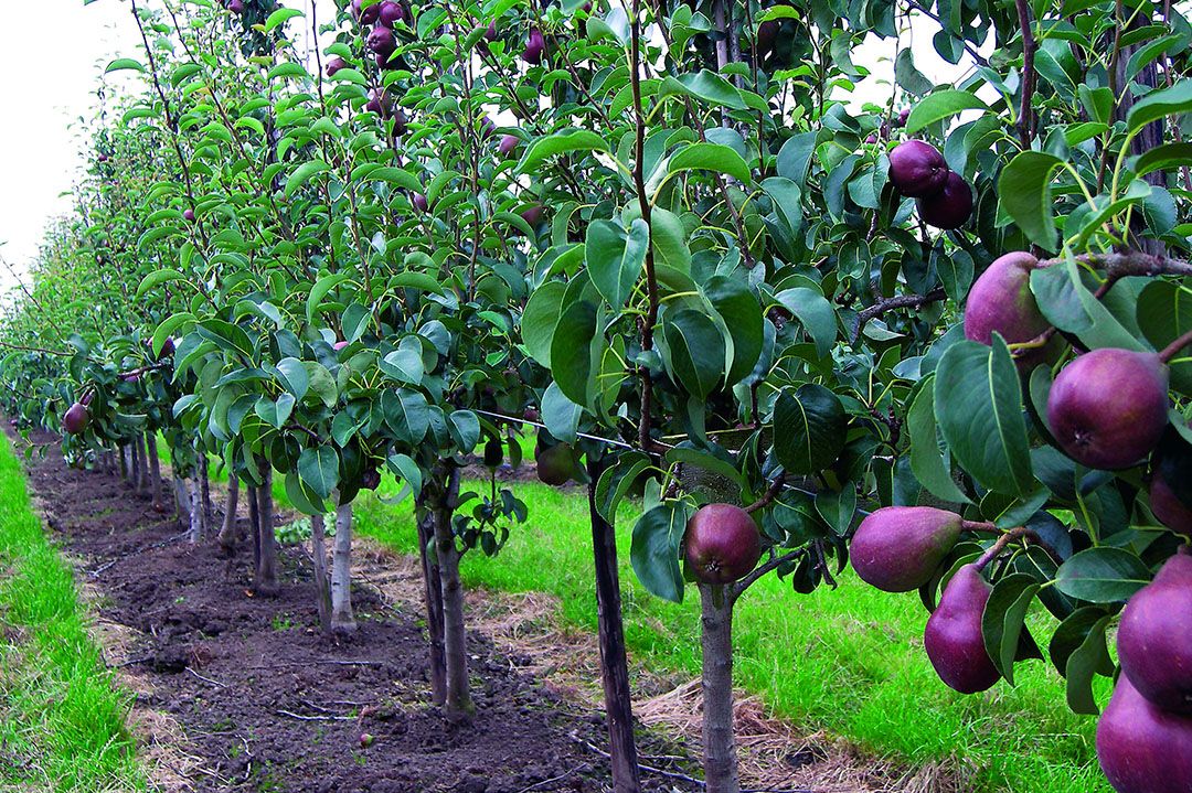 Archiefbeeld van Sweet Sensation. - Foto: Groenten&Fruit