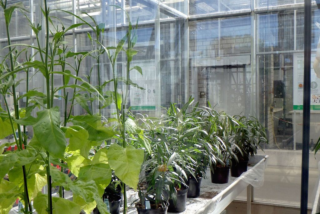 Foto: Wageningen Plant Research