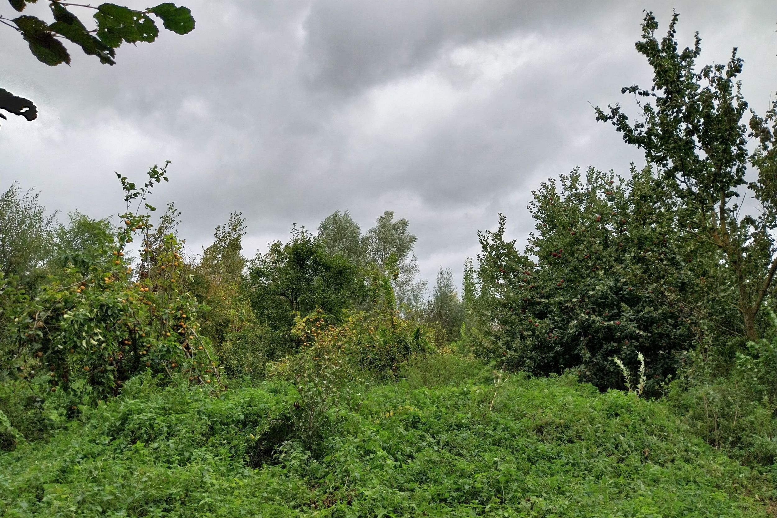 Voedselbos Ketelbroek. Doel van het nieuwe fonds is om de opstartperiode van nieuwe, relatief grootschalige voedselbossen te financieren.