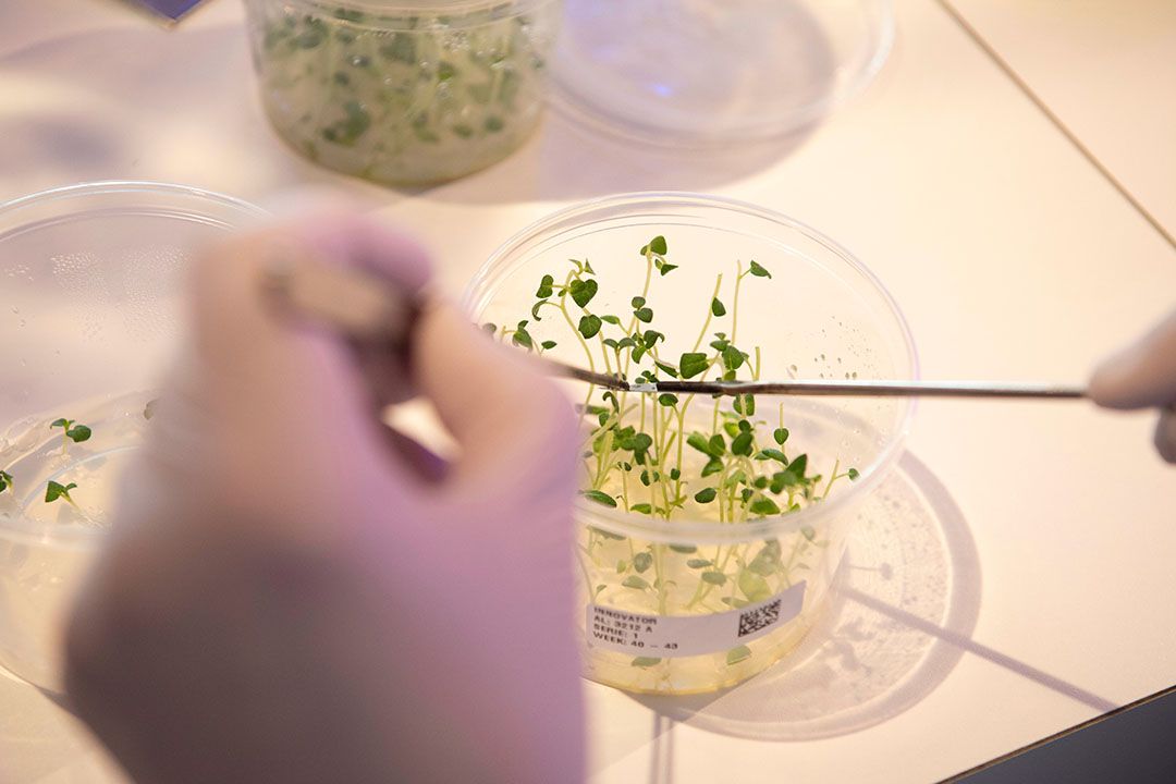 DNA-onderzoek bij aardappelen. - Foto: Mark Pasveer