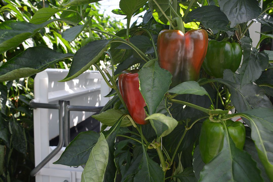 Groei en zetting paprika s blijven achter