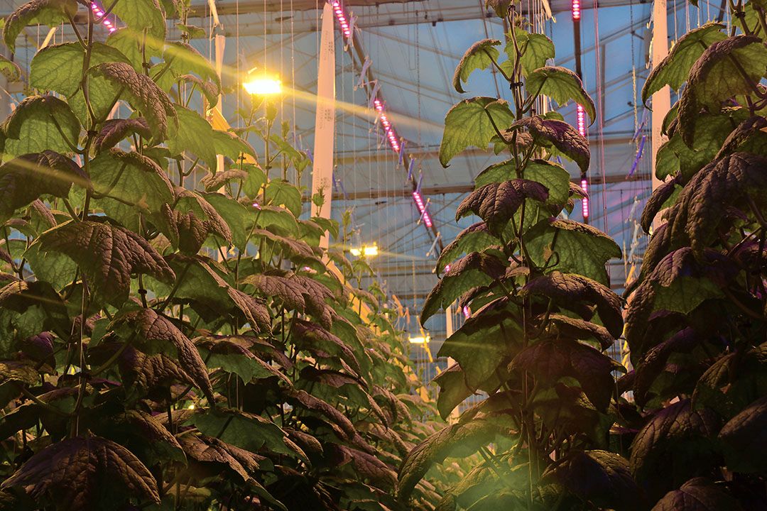 Hybridebelichting lijkt een goede tussenstap te zijn naar het telen onder full-led. - Foto: Peter Visser