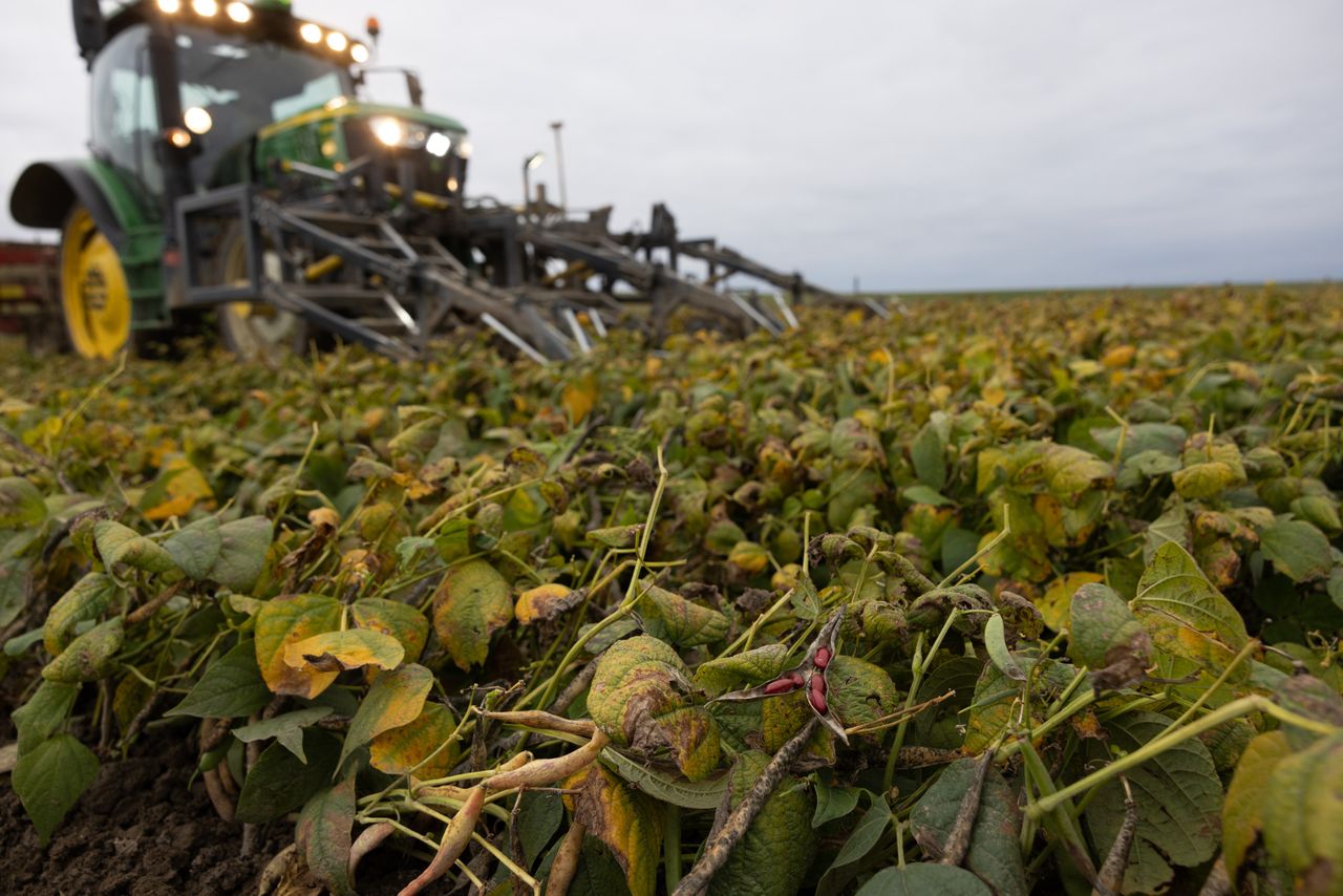 Oogst van kidneybonen. Foto: Peter Roek