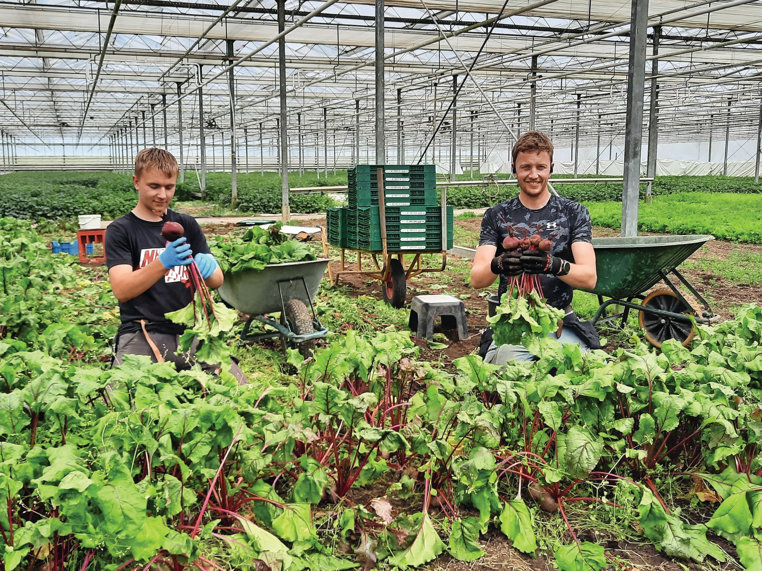 Medewerker Stephan (links) en Gert Kooijman oogsten boskroten.