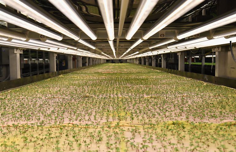 Arugula micro greens are grown at AeroFarms on February 19, 2019, in Newark, New Jersey. AeroFarms, founded in 2004, is the largest vertical farm in the world. The company is considered a pioneer of the sector. It has chosen to fully develop its own technologies which it exports around the world, with projects in China, the Middle East and Northern Europe, according to its co-founder Marc Oshima. Angela Weiss / AFP