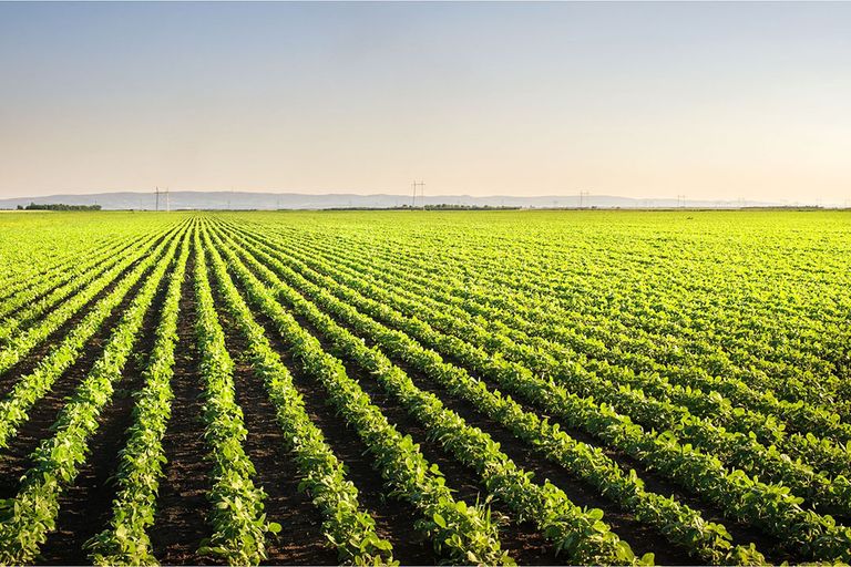 Veld met sojabonen. Van de in de EU gebruikte soja kwam 80% uit gebieden met een laag risico op ontbossing. Foto: Canva