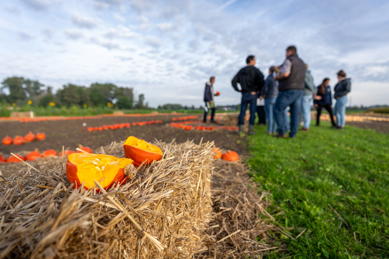 Ongeveer 43% van de 800 respondenten uit Nederland, België, Duitsland en Frankrijk eet nooit pompoen. Foto: Beau Kneppers