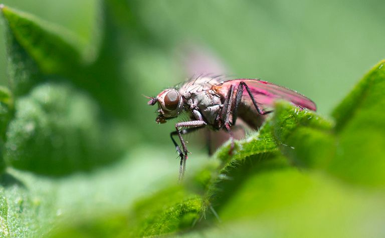 Het steriele mannetje vormt de kern van de Steriele Insecten Techniek (SIT). - Foto: Mark Pasveer