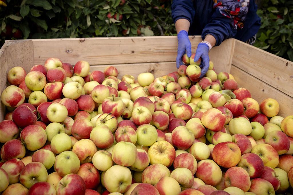 De appeloogst zal dit jaar niet zo groot zijn als in 2022. - Foto: ANP