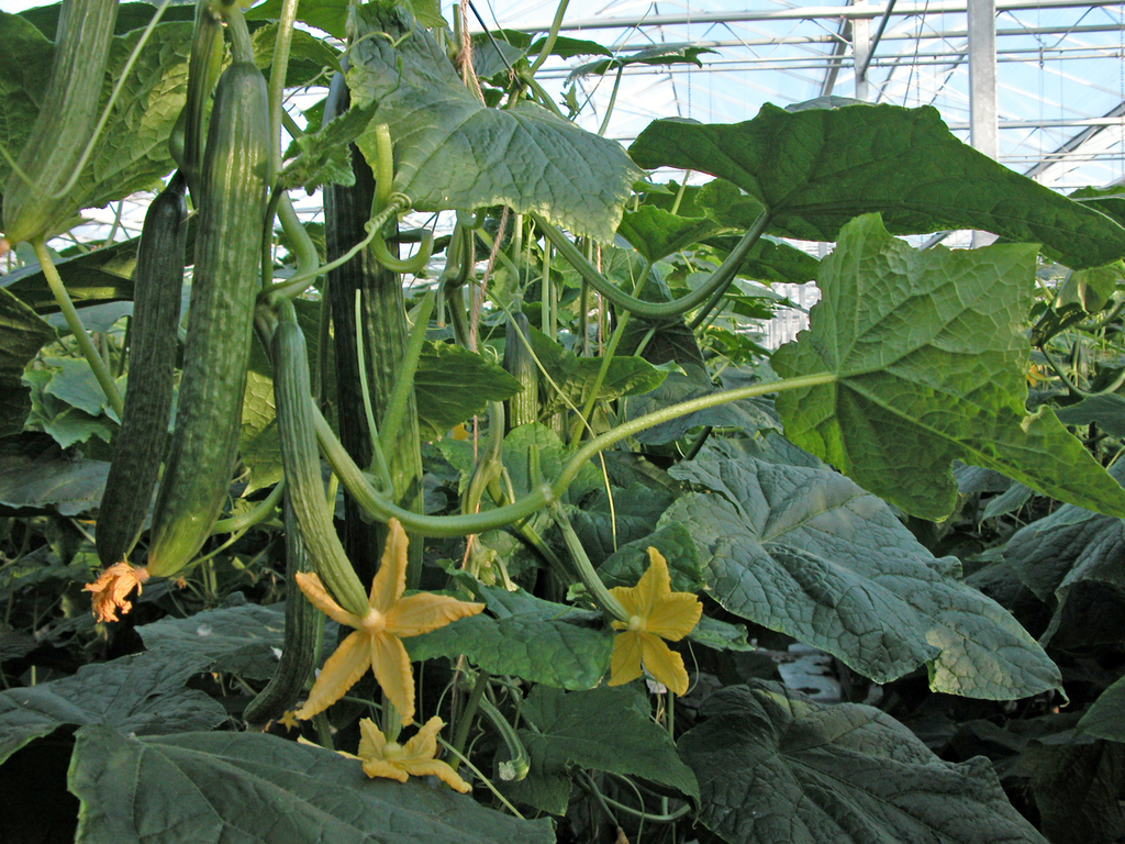 Veilingupdate 17 mei: prijzen komkommer glijden af
