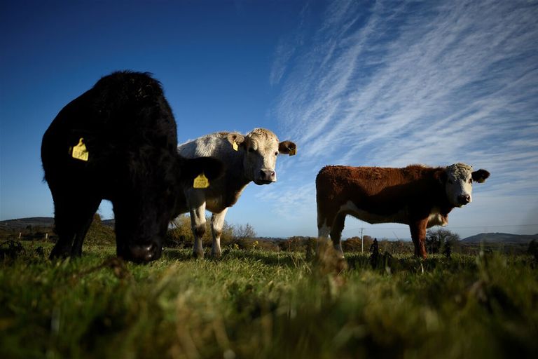 Vee van een Ierse veehouder. Een no-deal-brexit zet de inkomens van ierse boeren behoorlijk onder druk. - Foto: Reuters